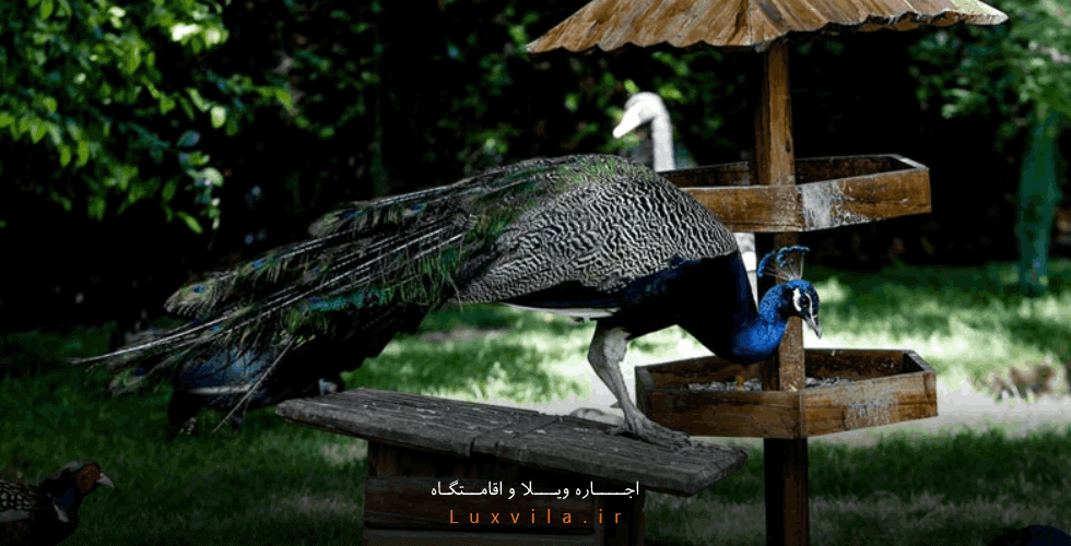 فضای سبز باغ پرندگان اصفهان