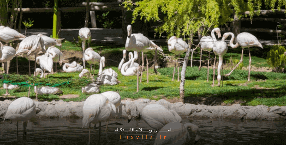 واحد کلینیک باغ پرندگان اصفهان