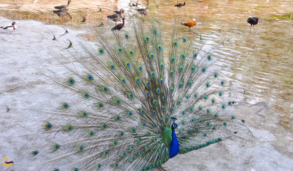 باغ پرندگان شیراز