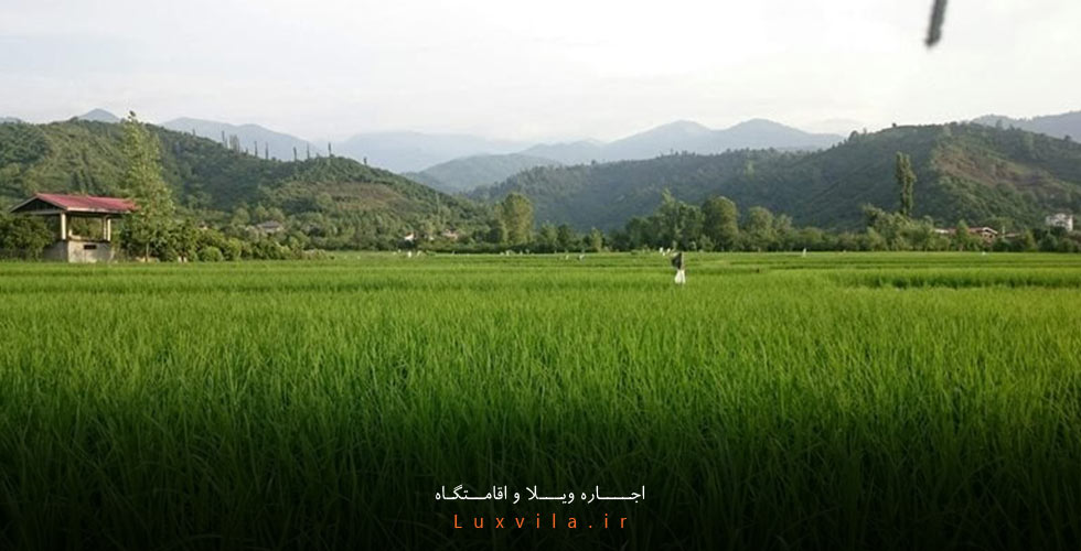 روستای گاوماست