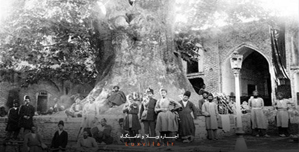 درخت چنار امامزاده صالح 