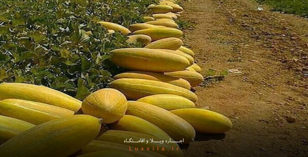 جاهای دیدنی تایباد